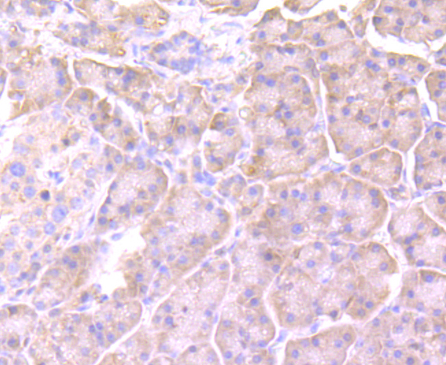 Cyclophilin A Rabbit mAb