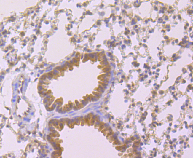 Cyclophilin A Rabbit mAb