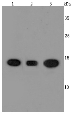 Cyclophilin A Rabbit mAb