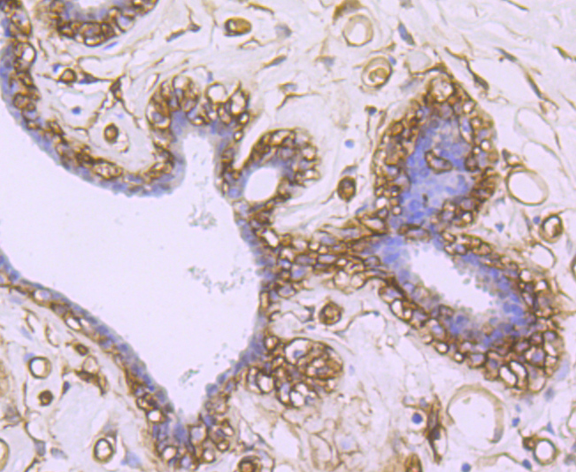 AQP1 Rabbit mAb