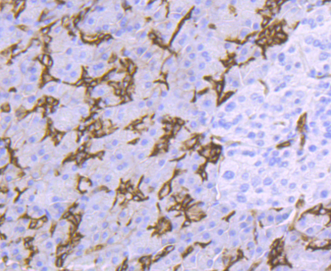 AQP1 Rabbit mAb