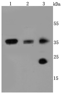 AQP1 Rabbit mAb