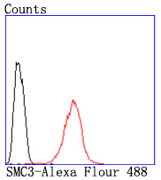 SMC3 Rabbit mAb