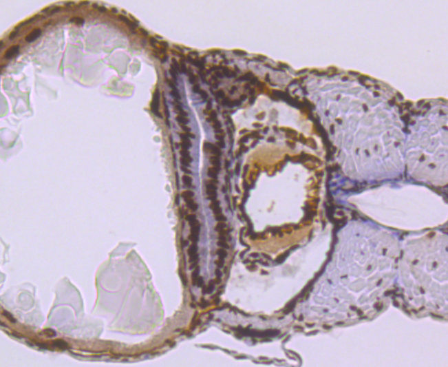 SMC3 Rabbit mAb