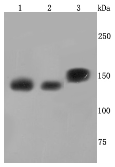 SMC3 Rabbit mAb