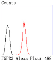 FGFR3 Rabbit mAb