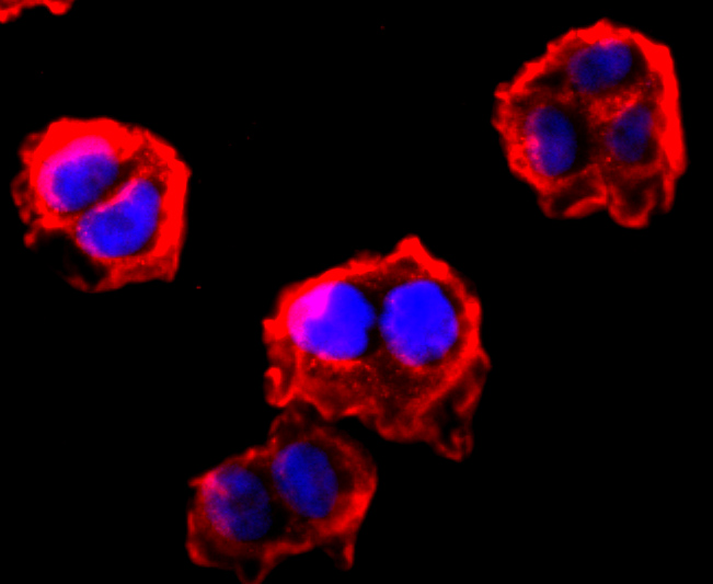 FGFR3 Rabbit mAb