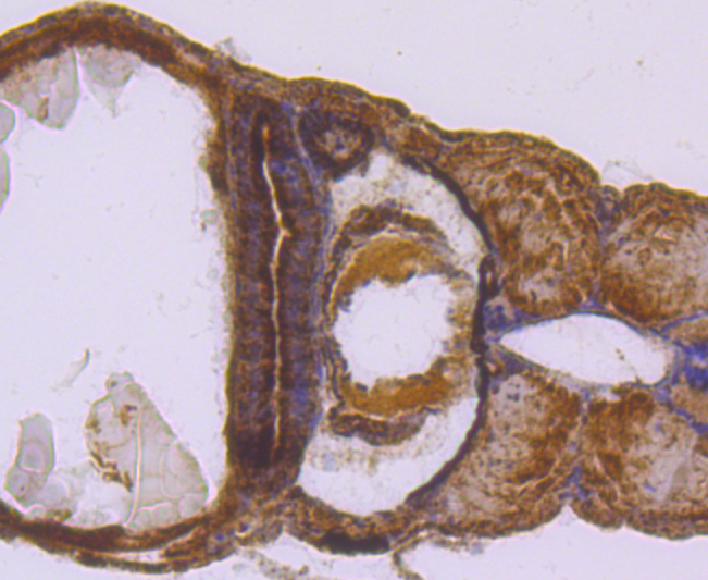 SDHA Rabbit mAb