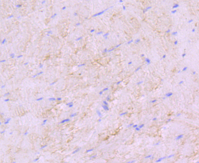 SDHA Rabbit mAb