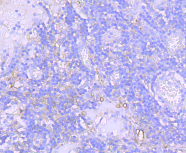 CD73 Rabbit mAb