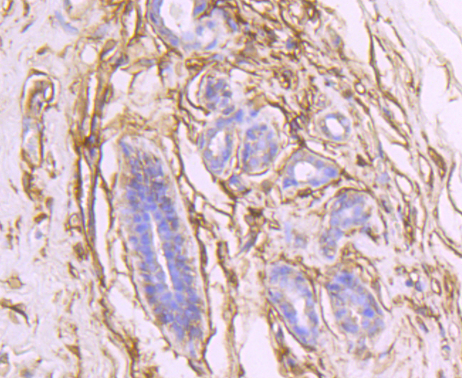 CD73 Rabbit mAb