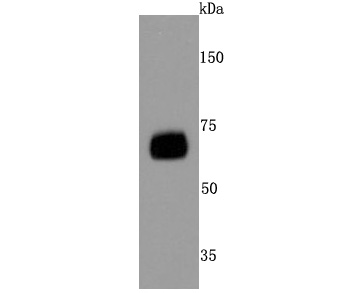 CD73 Rabbit mAb