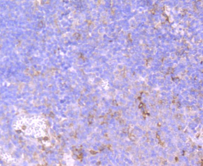 CD32 Rabbit mAb