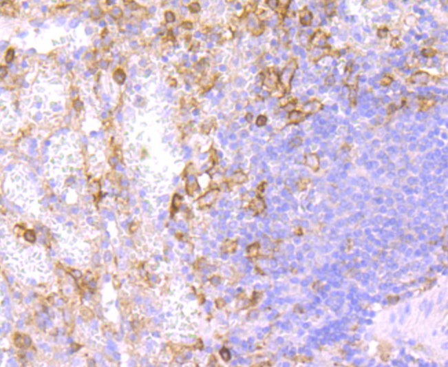 CD32 Rabbit mAb