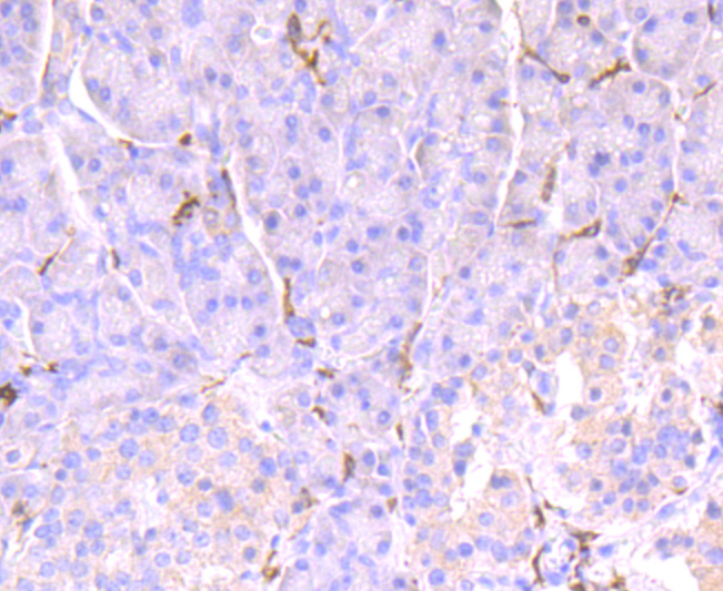 CD32 Rabbit mAb