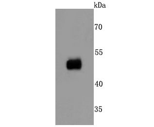 CD32 Rabbit mAb