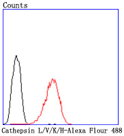 Cathepsin LVKH Rabbit mAb