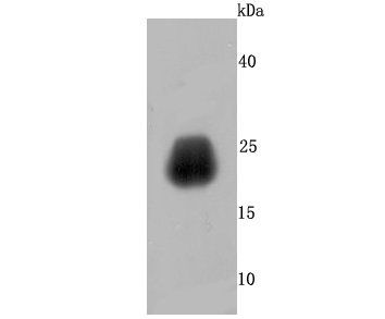 Growth Hormone Rabbit mAb