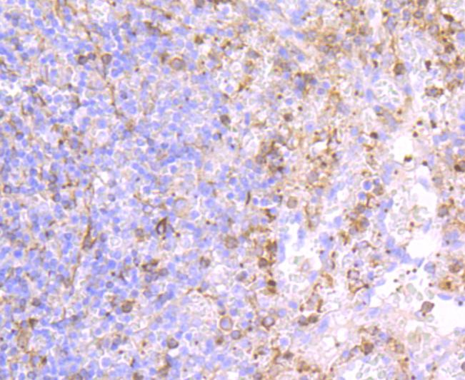 CD62P Rabbit mAb