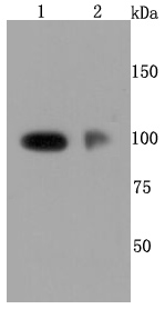 CD62P Rabbit mAb