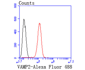 VAMP2 Rabbit mAb