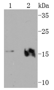 VAMP2 Rabbit mAb