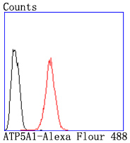 ATP5A1 Rabbit mAb