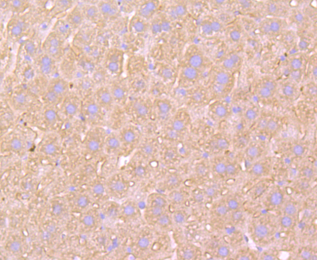 ATP5A1 Rabbit mAb