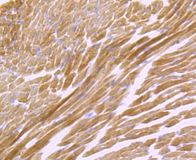 ATP5A1 Rabbit mAb