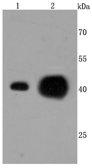 ATP5A1 Rabbit mAb