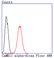 CaMKII alpha Rabbit mAb