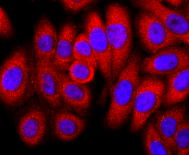 FKBP12 Rabbit mAb