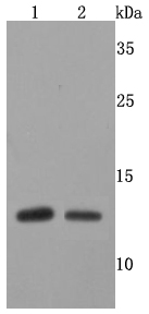 FKBP12 Rabbit mAb