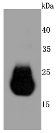 Claudin 5 Rabbit mAb