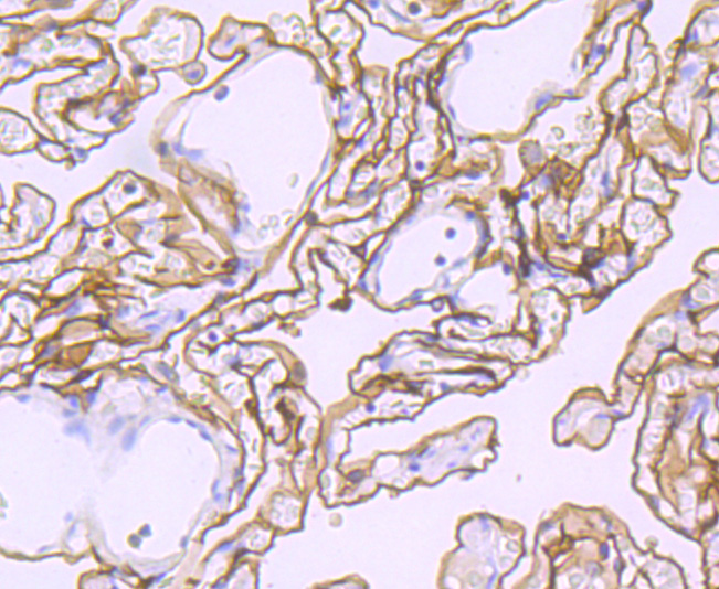 Podoplanin Rabbit mAb