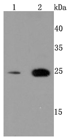 PRDX6 Rabbit mAb