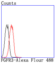 FGFR3 Rabbit mAb