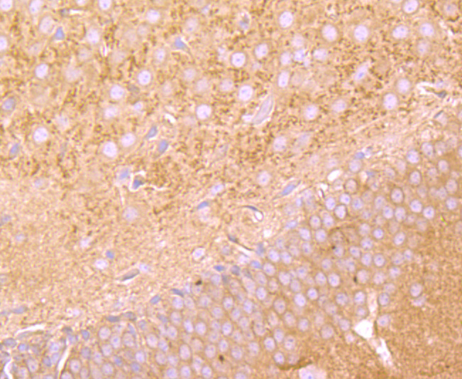 FGFR3 Rabbit mAb