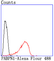 PABPN1 Rabbit mAb