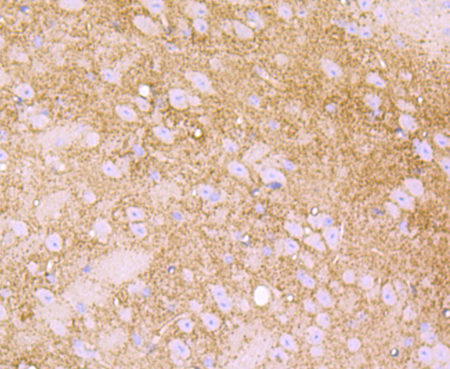 LY6A Rabbit mAb