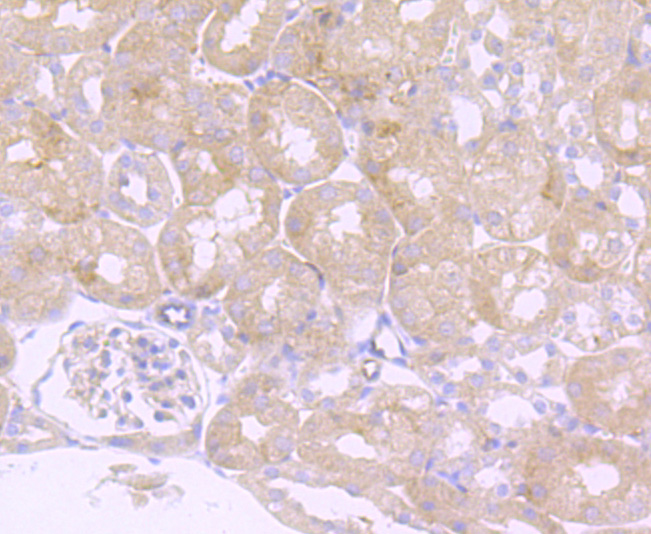 LY6A Rabbit mAb