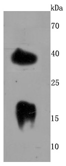 LY6A Rabbit mAb