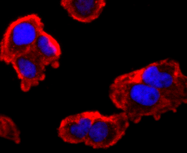 FMRP Rabbit mAb