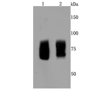 FMRP Rabbit mAb