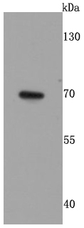 GAD67 Rabbit mAb