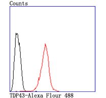 TDP43 Rabbit mAb