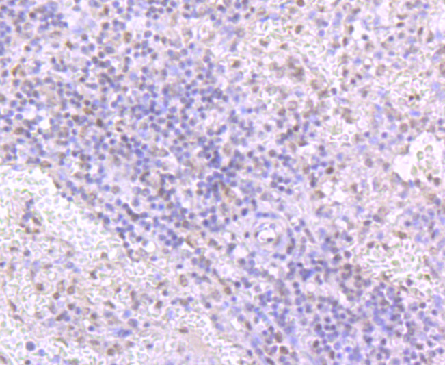 TDP43 Rabbit mAb