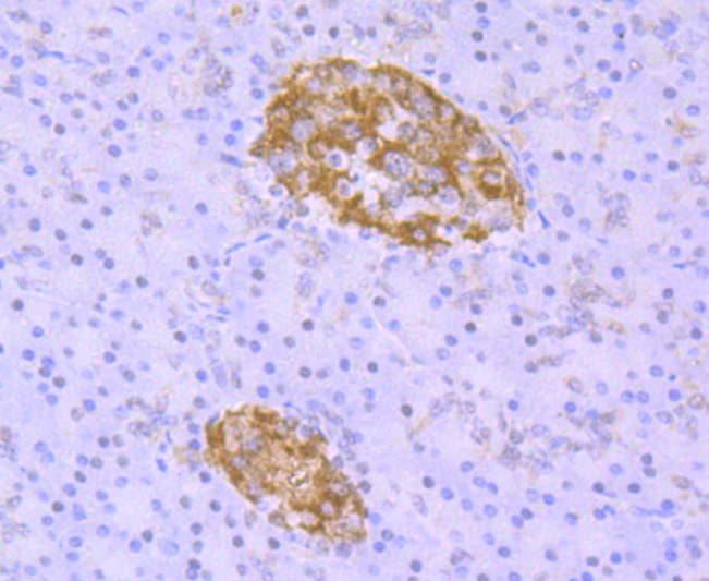 TDP43 Rabbit mAb