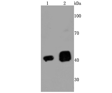 TDP43 Rabbit mAb