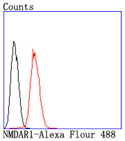 NMDAR1 Rabbit mAb